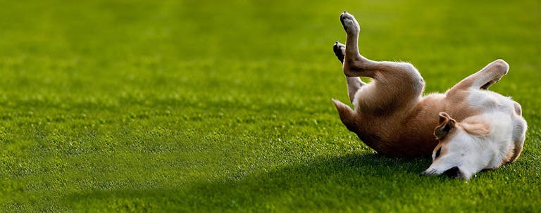 How to Train a Puppy to Twist How to Train a Puppy to Twist
